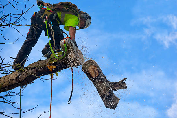 How Our Tree Care Process Works  in  Montverde, FL